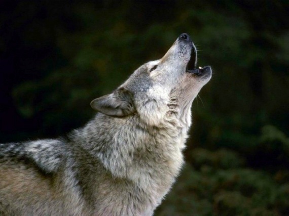 Officials: Montana Wolf Hunt Sets Sights on Yellowstone Wolves