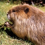 beavers_nps