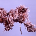 Snowy branch in Yellowstone