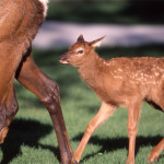 elkcalf
