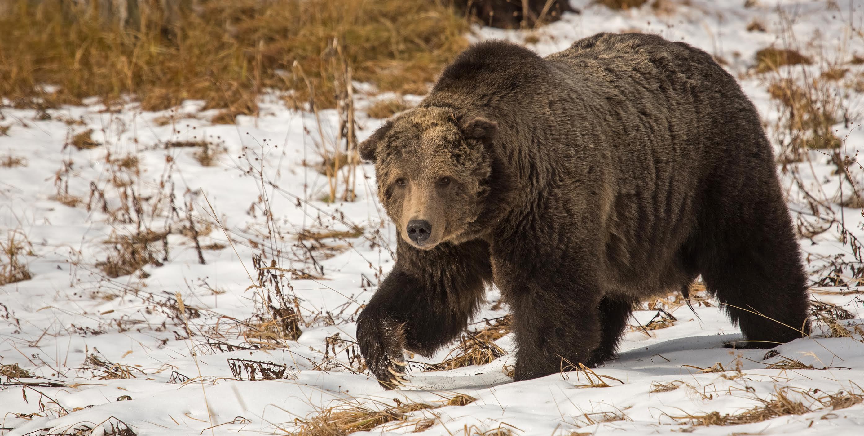 Well-Known Scarface Tabbed as Yellowstone Bear Killed Last November