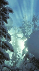 Norris Geyser in winter