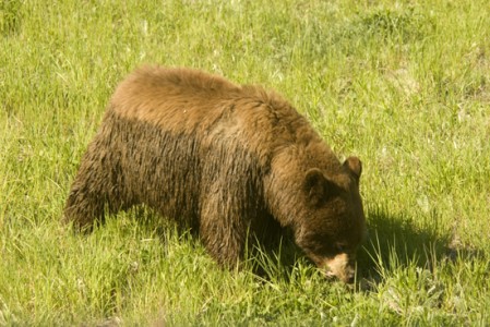 Bears Emerging From Dens in Yellowstone - Yellowstone Insider