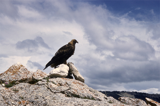 Yellowstone Golden Eagle
