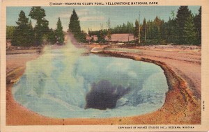 Yellowstone National Park vintage postcard Morning Glory