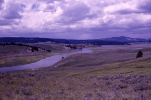 Yellowstone River in Hayden Valley