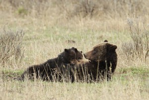 Yellowstone National Park bears
