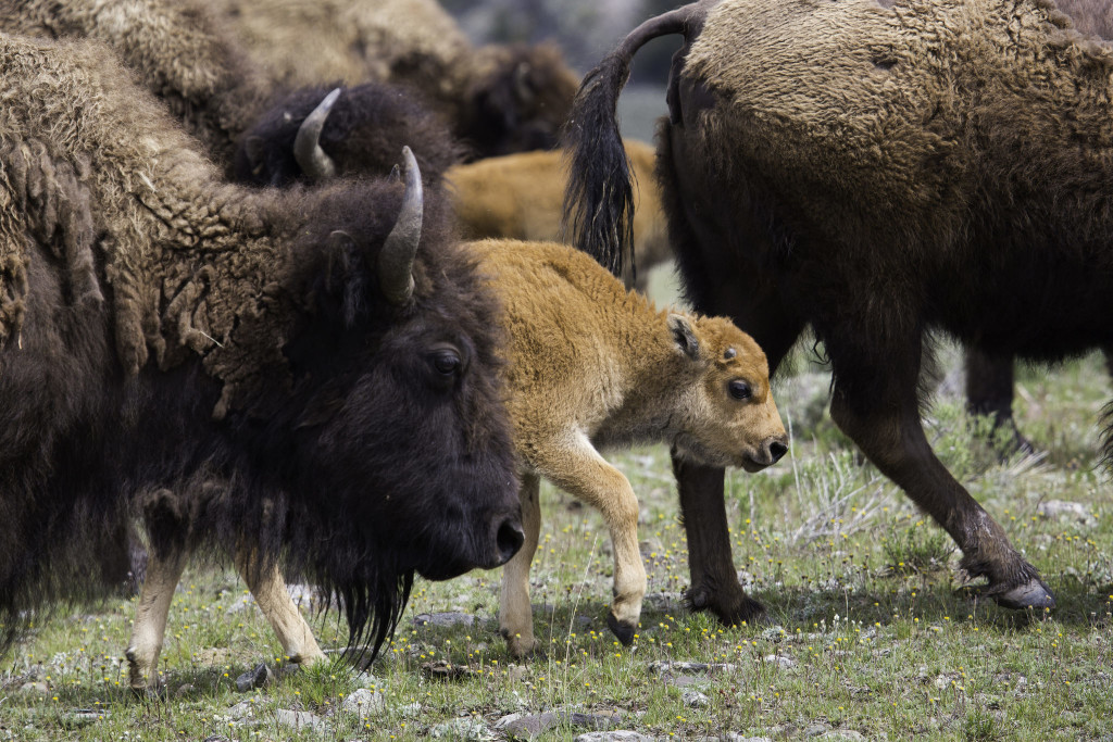 Bison_and_Red_Dog