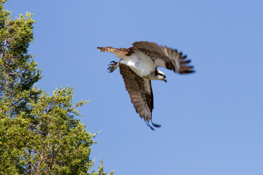 Osprey_Flying