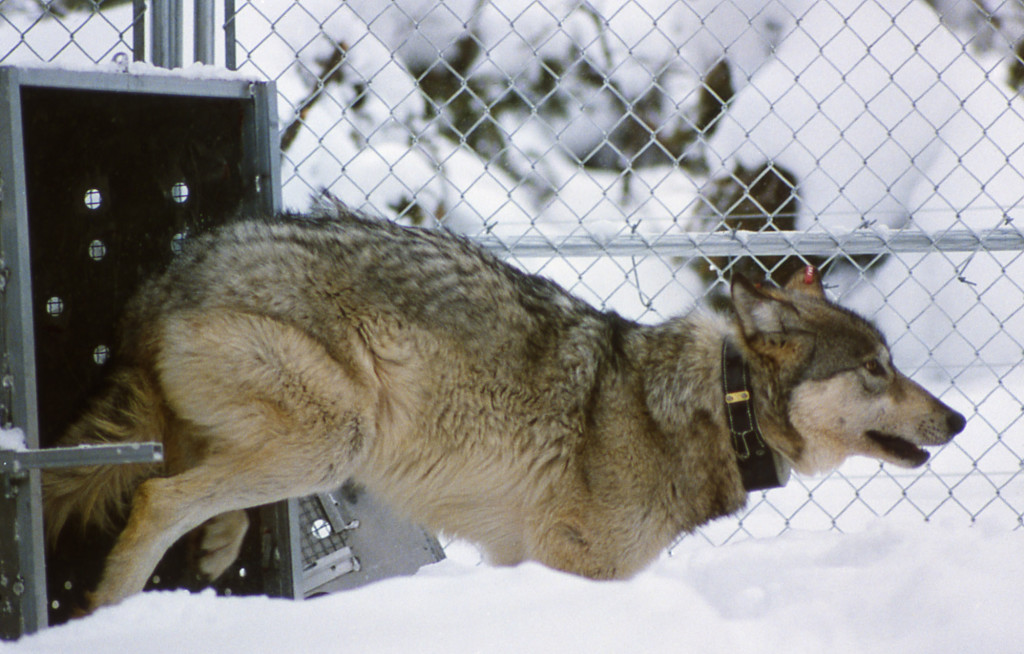 Wolf in Rose Creek pen; Jim Peaco; January 27, 1996; Catalog #15118