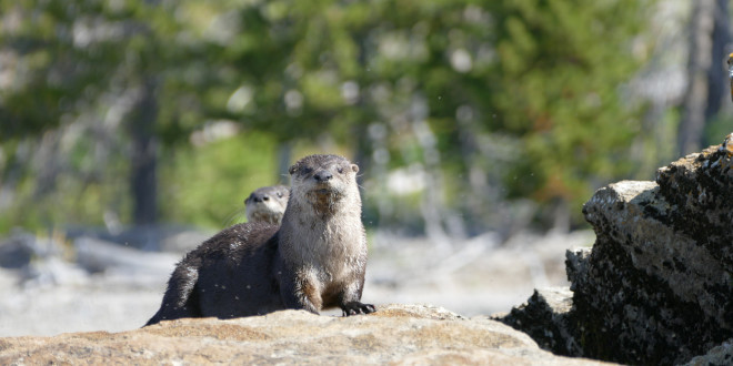 River Otters Yellowstone Insider