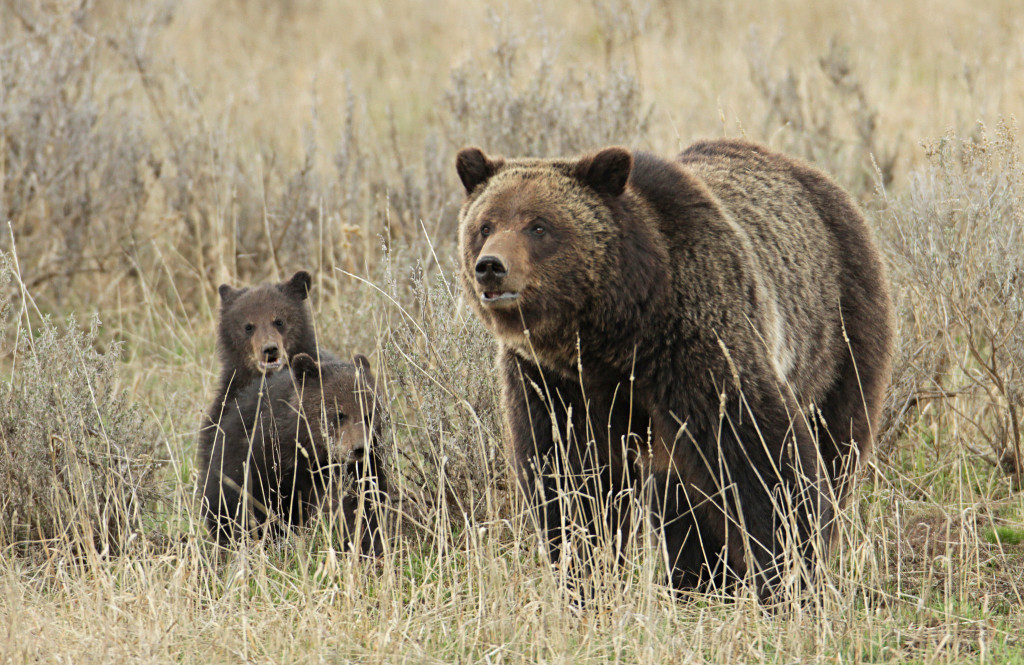 grizzly_bear_cubs_fishing_bridge