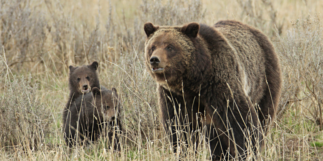 Euthanized Grizzly Bear Believed To Be Named Blaze Yellowstone Insider 5999