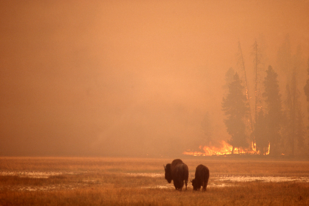 bison and fire 1988