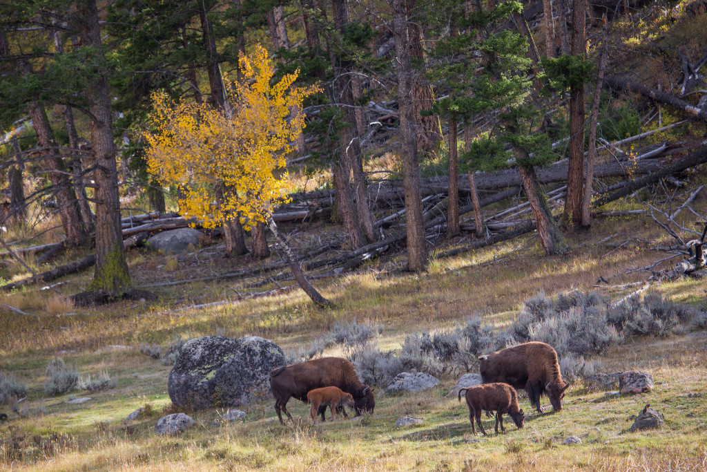 bison_in_fall