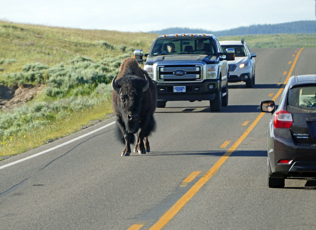 bison_on_road_hayden_valley