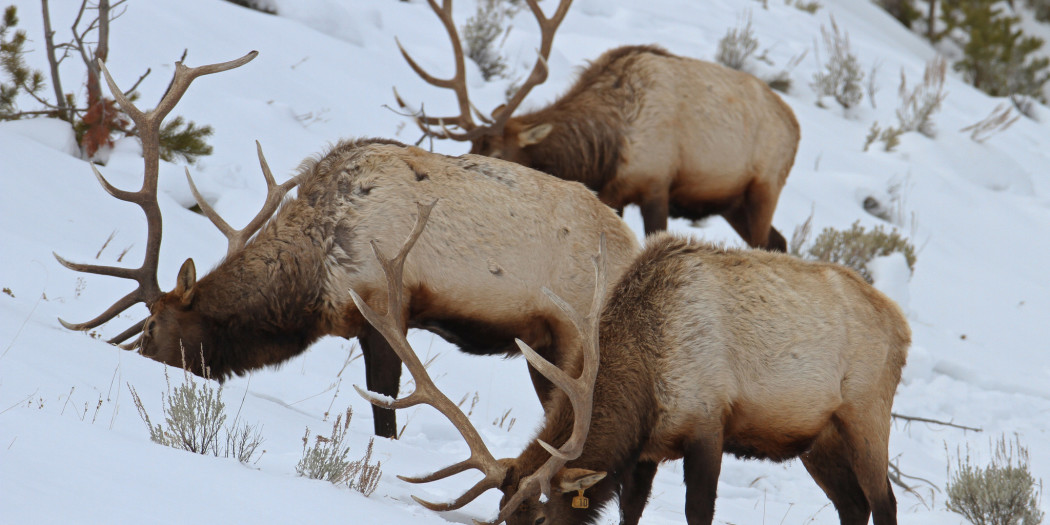 Montana FWP Announces Elk Hunt Plan For HD 313 Yellowstone Insider