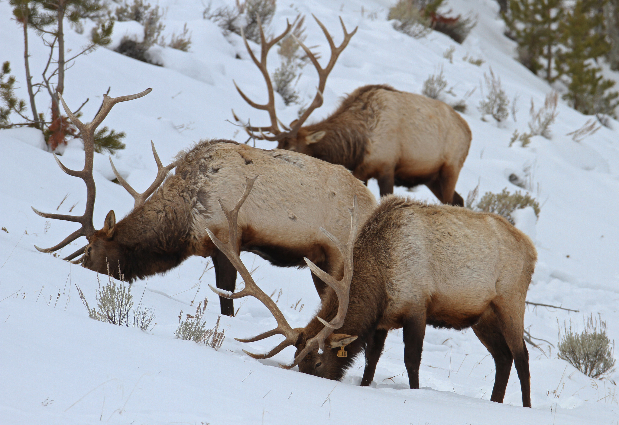 Montana FWP Announces Elk Hunt Plan For HD 313 Yellowstone Insider