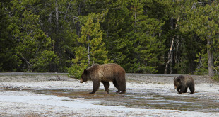 Yellowstone grizzlies