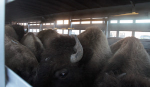 bison, stephens creek, Yellowstone bison