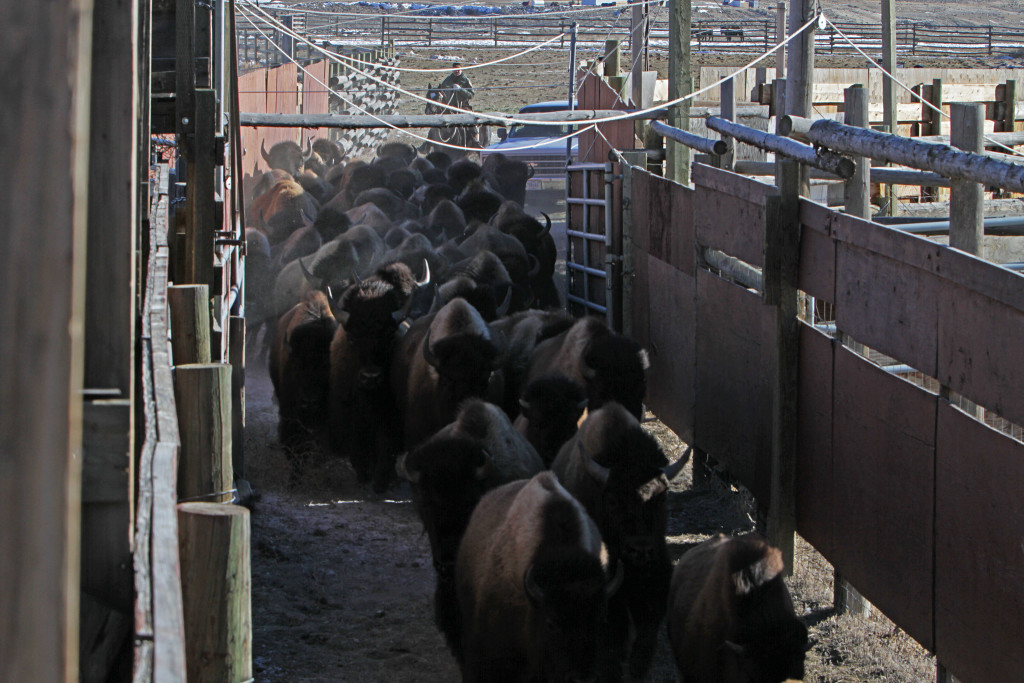 bison_at_stephens_creek_facility_2015