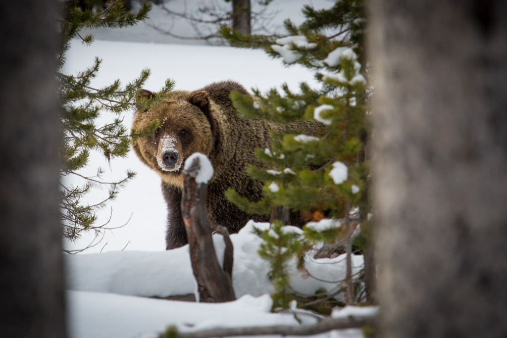 grizzly_bear_winter_near_Canyon