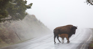 bison, national mammal