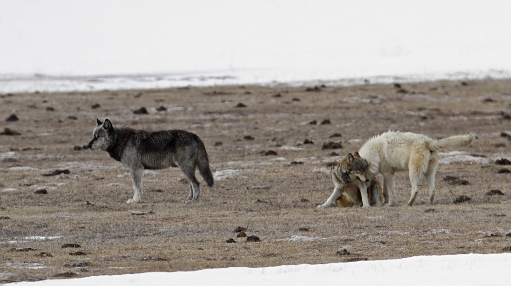 canyon pack wolves lower geyser basin
