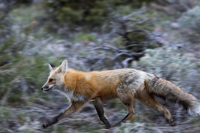 fox blacktail deer plateau april 2015 neal herbert
