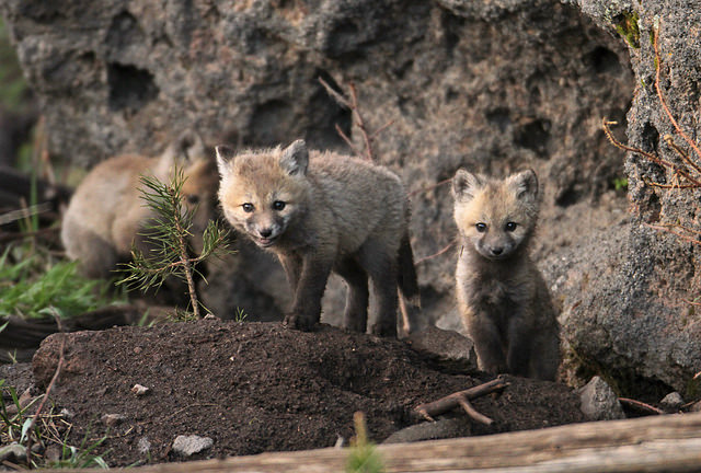 red fox pups in den opening june 5 2015 jim peaco