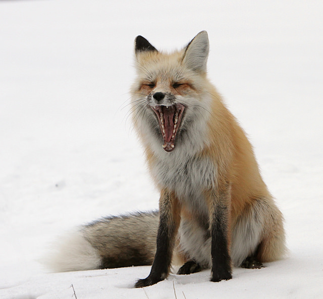 red fox soda butte drainage jim peaco march 26 2015
