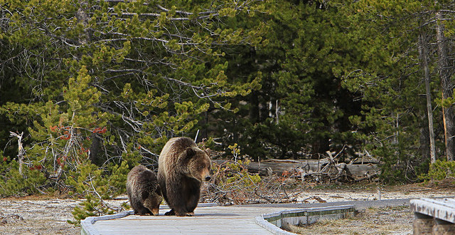 Yellowstone grizzly bears