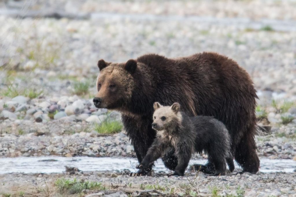 Cub Of Grizzly 399 Killed By Car In Grand Teton National Park ...