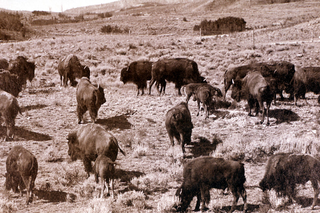 Bison corral at Mammoth Hot Springs; Photographer unknown; No date