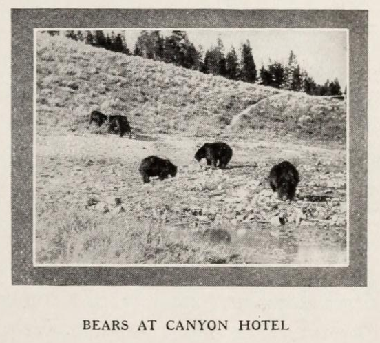 Bears at Canyon Hotel circa 1909 from Land of Geysers NPRR brochure