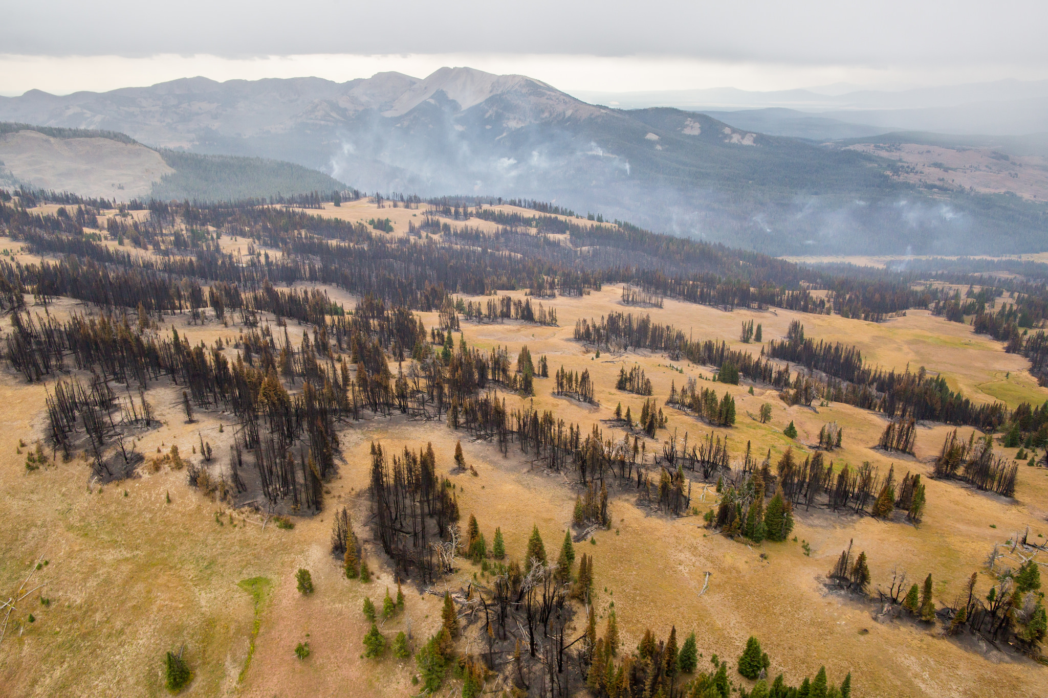 Officials Lowers Fire Restrictions In Yellowstone National Park ...