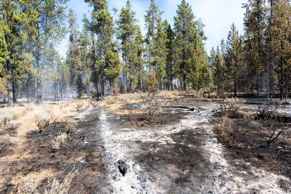 Fire Activity Dwindles In Yellowstone National Park - Yellowstone Insider