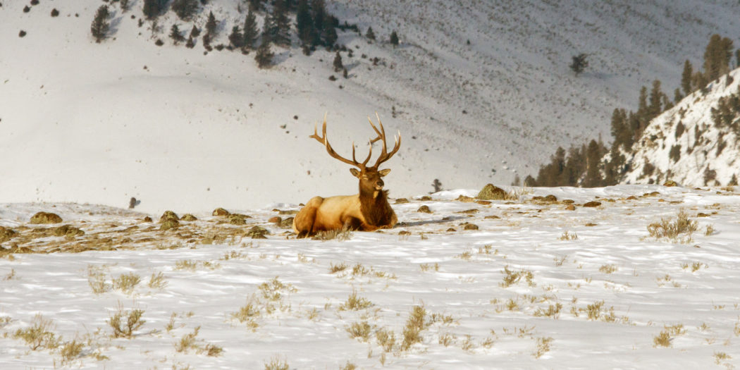 Montana FWP Closes HD 313 For Yellowstone Elk Migration - Yellowstone ...