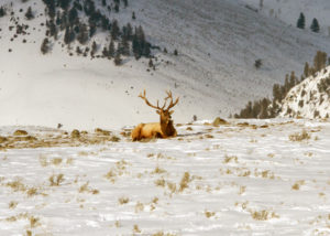 Yellowstone elk herd