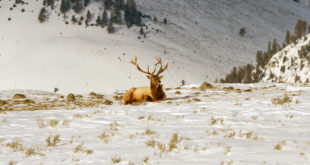 Yellowstone elk herd