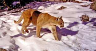 Yellowstone cougars