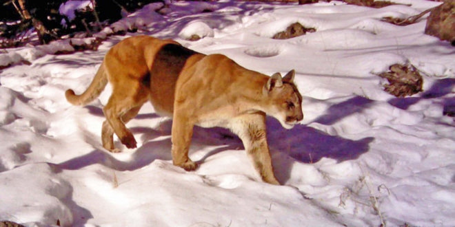 Yellowstone cougars