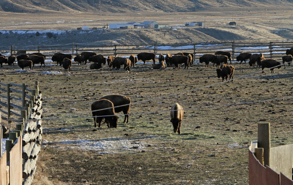Shipment of Bison From Stephens Creek Starts Today Yellowstone Insider