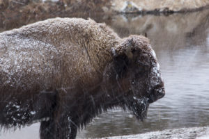 Yellowstone bison