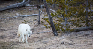 Yellowstone wolf, white wolf