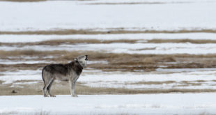 Yellowstone wolves