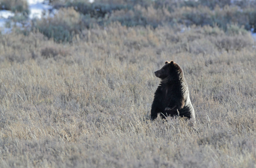 New Study Predicts Yellowstone Grizzly Bears Could Expand to Other
