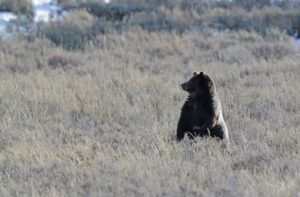 Yellowstone grizzly