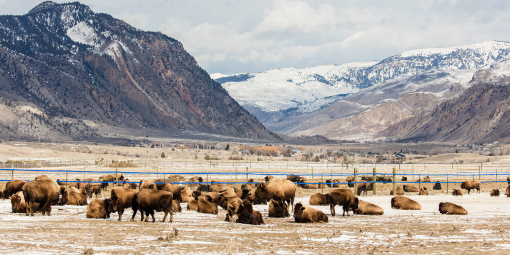 2019 Yellowstone Bison Culling Begins Yellowstone Insider