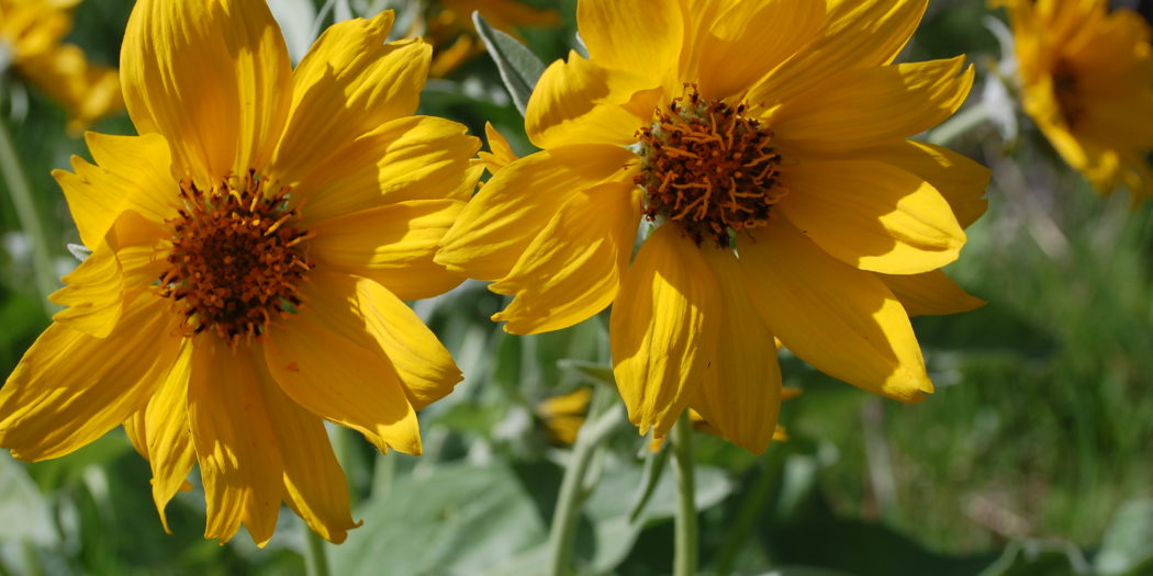 Spring Showers Bring Yellowstone Wildflowers Yellowstone Insider